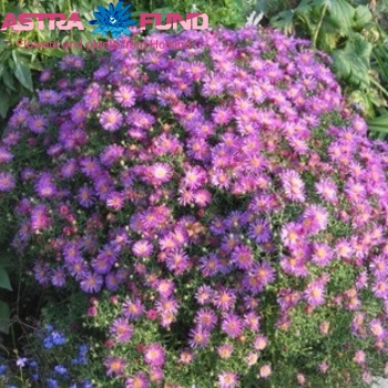 Aster overig blauw фото