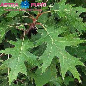 Quercus rubra kleurbehandeld 19% zdjęcie