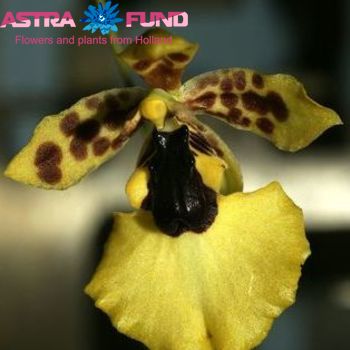 Orchidee?n overig per tak Oncidium zdjęcie