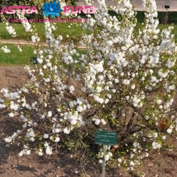Prunus glandulosa 'Alba Plena' (vertakt) zdjęcie