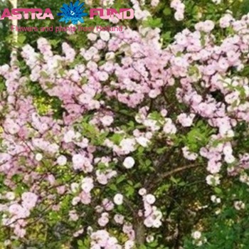 Prunus triloba (vertakt) zdjęcie