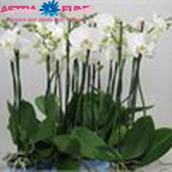 Phalaenopsis per bloem overig wit фото
