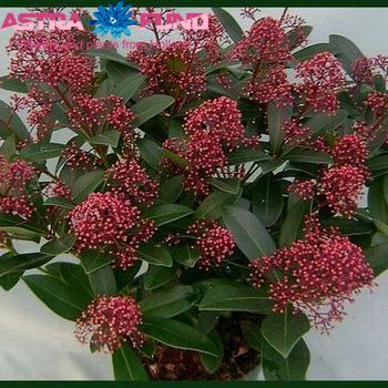 Skimmia japonica subsp. reevesiana per bos 'Ruby King' фото