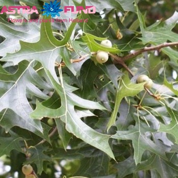 Quercus palustris kleurbehandeld 19% zdjęcie