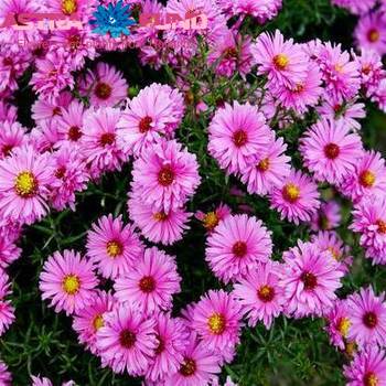 Aster per bos overig roze фото