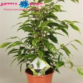 Ficus benjamina 'Anastasia' zdjęcie