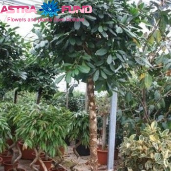 Ficus cyathistipula zdjęcie