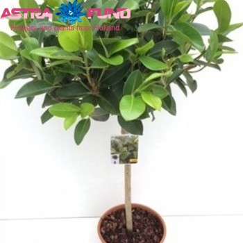 Ficus rubiginosa 'Australis' zdjęcie