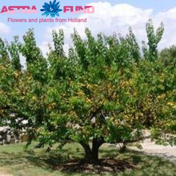 Prunus Armeniaca Apricot (Laagstam) zdjęcie