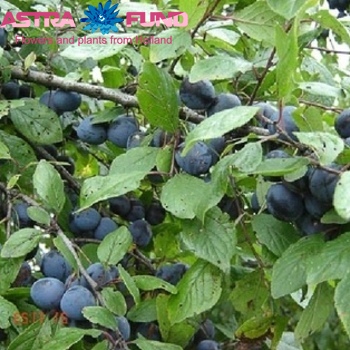 Prunus Cer.Morel (Laagstam) zdjęcie