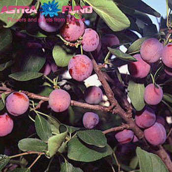 Prunus Pers.Saturn zdjęcie