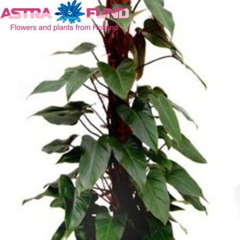 Philodendron Red Emerald Mosspole zdjęcie