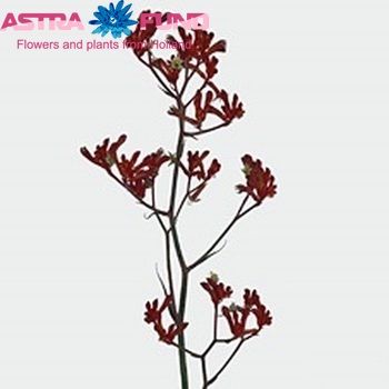 Anigozanthos flavidus 'Bush Ruby' zdjęcie