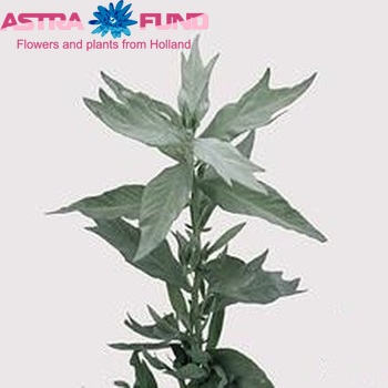 Artemisia ludoviciana 'Valerie Finnis' zdjęcie