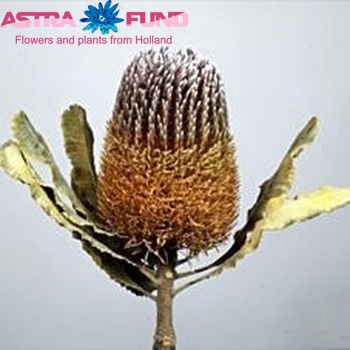 Banksia menziesii zdjęcie