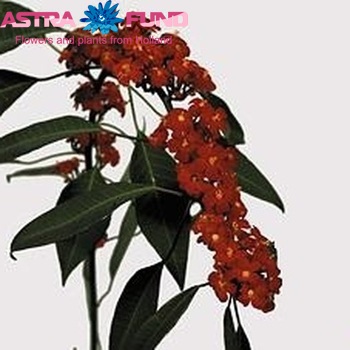 Euphorbia fulgens 'Red Surprise' Foto