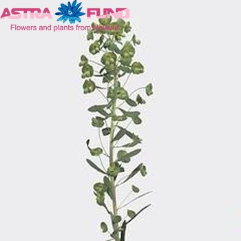 Euphorbia x martinii фото