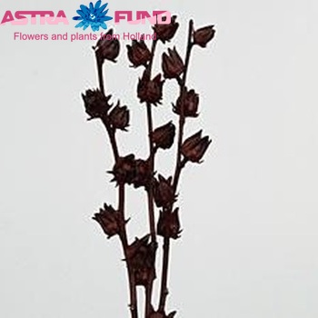 Hibiscus trionum paars zdjęcie