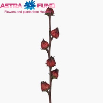 Hibiscus trionum rood zdjęcie