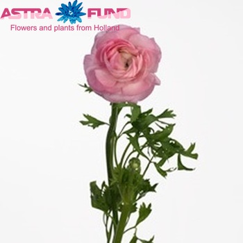 Ranunculus asiaticus 'Amandine Pink' zdjęcie