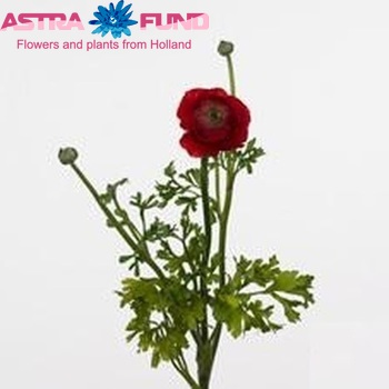 Ranunculus asiaticus 'Amandine Red' zdjęcie