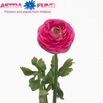 Ranunculus asiaticus 'Amandine Rose' zdjęcie