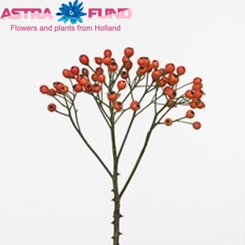 Rosehip Big Fruitilia (rozenbottel) Foto