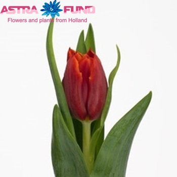 Tulipa   'Abra' zdjęcie