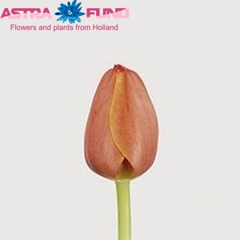 Tulipa  'Ad Rem' zdjęcie