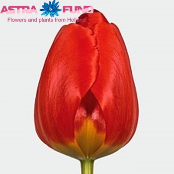 Tulipa  'Apeldoorn' zdjęcie