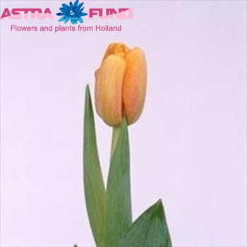 Tulipa  Blushing Apeldoorn zdjęcie