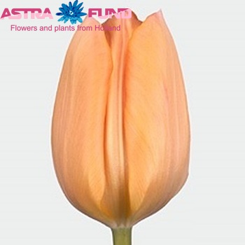 Tulipa 'Apricot Beauty' zdjęcie