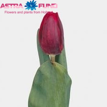 Tulipa 'Arma' zdjęcie