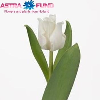 Tulipa White Liberstar zdjęcie