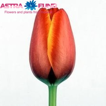 Tulipa World's Favourite zdjęcie