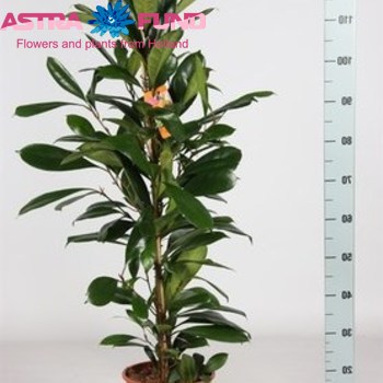 Ficus Cyathistipula zdjęcie
