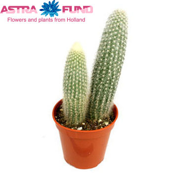 Cactus Cleistocactus zdjęcie