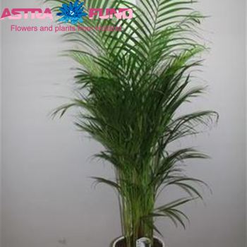 Chrysalidocarpus Areca zdjęcie