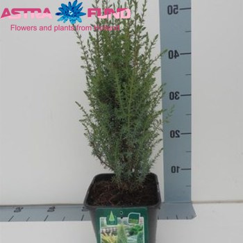 Juniperus Arnold zdjęcie