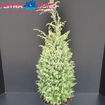 Juniperus Hibernica Foto
