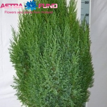 Juniperus Stricta zdjęcie