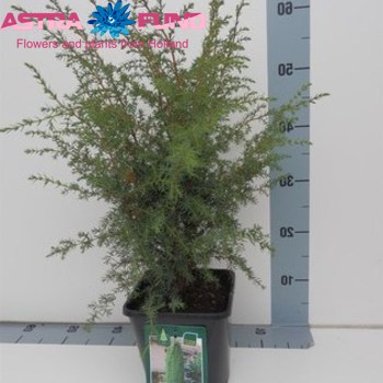 Juniperus Suecica zdjęcie
