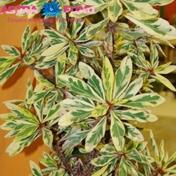 Euphorbia suc. Еритрея Варієгата фото