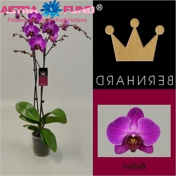 Phalaenopsis Bellini 2 tak zdjęcie