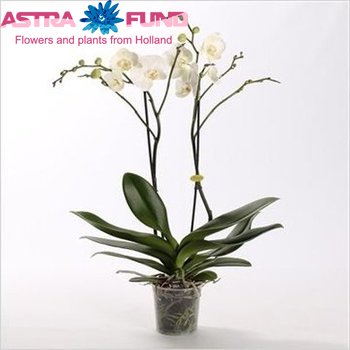 Phalaenopsis Gr. White Giant 2 tak photo