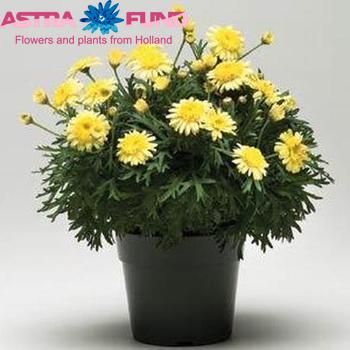 Argyranthemum Fr Yellow zdjęcie