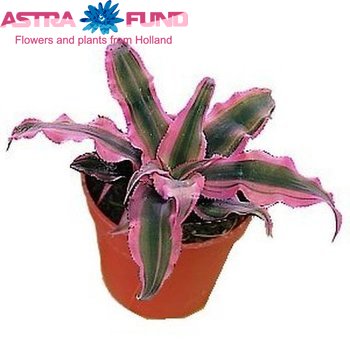 Cryptanthus Biv.Pink Starlight zdjęcie