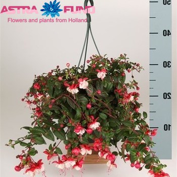 Fuchsia In Hanging Basket zdjęcie