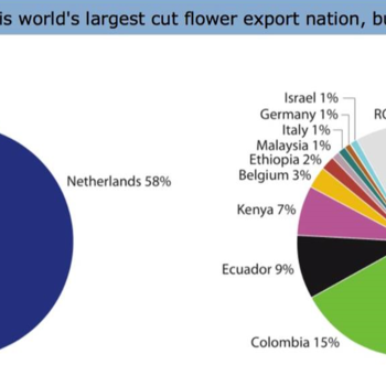 The World's Largest Exporter Of Flowers zdjęcie