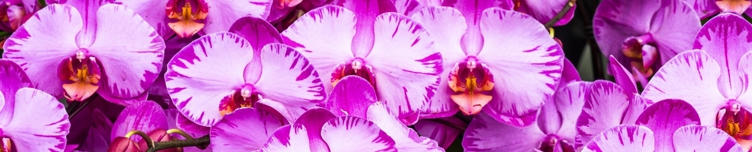 Phalaenopsis С zdjęcie